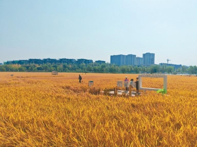 风吹稻浪满园香