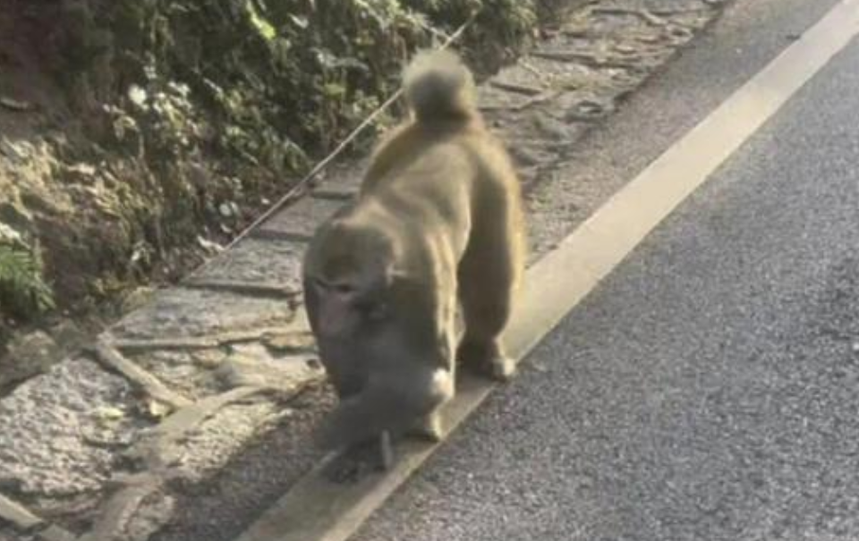 女子在贵阳黔灵山公园被猴子咬伤右臀：没喂食 也没挑衅