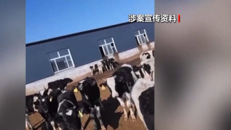 12万人被骗5.6亿 起底“云养牛”骗局