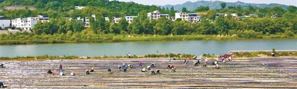 商南：蜜薯丰收开启“甜蜜”生活