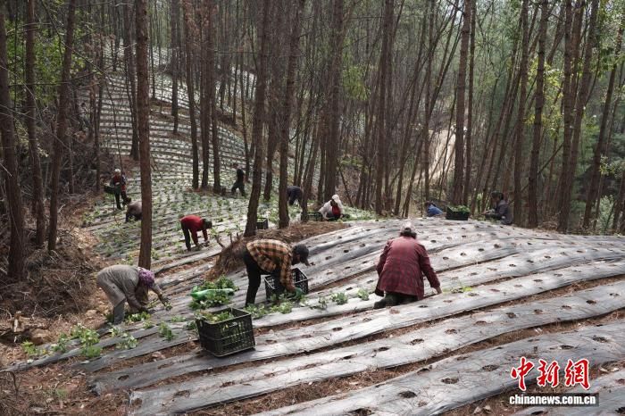 图为村民在林间分散劳作。邓先根 摄