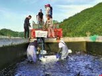 秦岭深山佛坪凭啥养出出口冷水鱼？