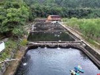 秦岭深山佛坪凭啥养出出口冷水鱼？