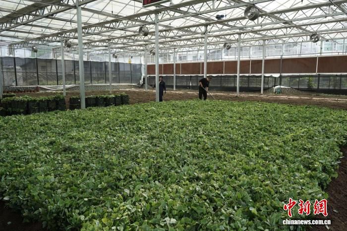图为位于陕西镇巴的淫羊藿种植基地。马靓 摄