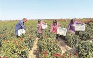 朝天椒集中采收 群众家门口增收