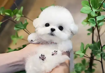 多名消费者称买到“星期狗” 西安一宠物店：按照合同售后