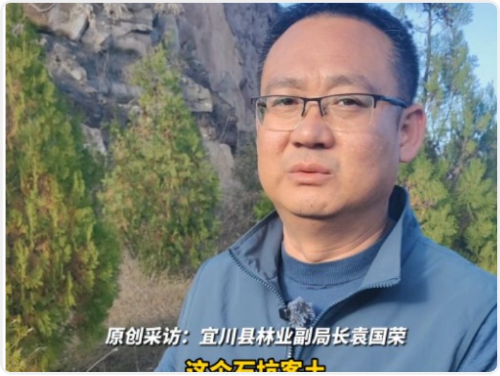 秦豫共潮生｜向石质荒山要青绿！石坑客土造林成活率达95%以上
