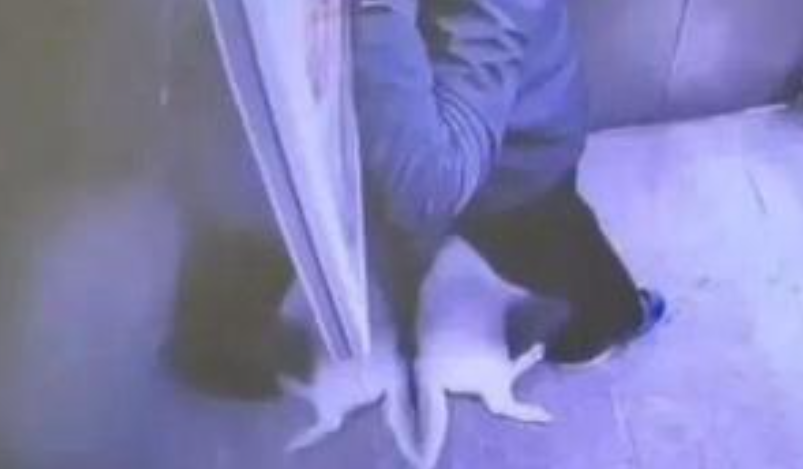  一对母子在电梯虐猫将猫踩死 男子踩踏猫身长达5分钟