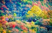 香山红叶季里的乡村振兴链条